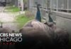 Italian Beach Town Overrun by More Than 100 Peacocks as Residents Demand Action