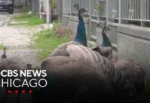 Italian Beach Town Overrun by More Than 100 Peacocks as Residents Demand Action