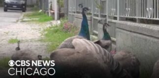 Italian Beach Town Overrun by More Than 100 Peacocks as Residents Demand Action