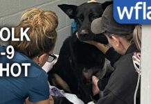 'A hero without any doubt': Polk County K-9's leg amputated after being shot by wanted suspect