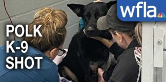 'A hero without any doubt': Polk County K-9's leg amputated after being shot by wanted suspect